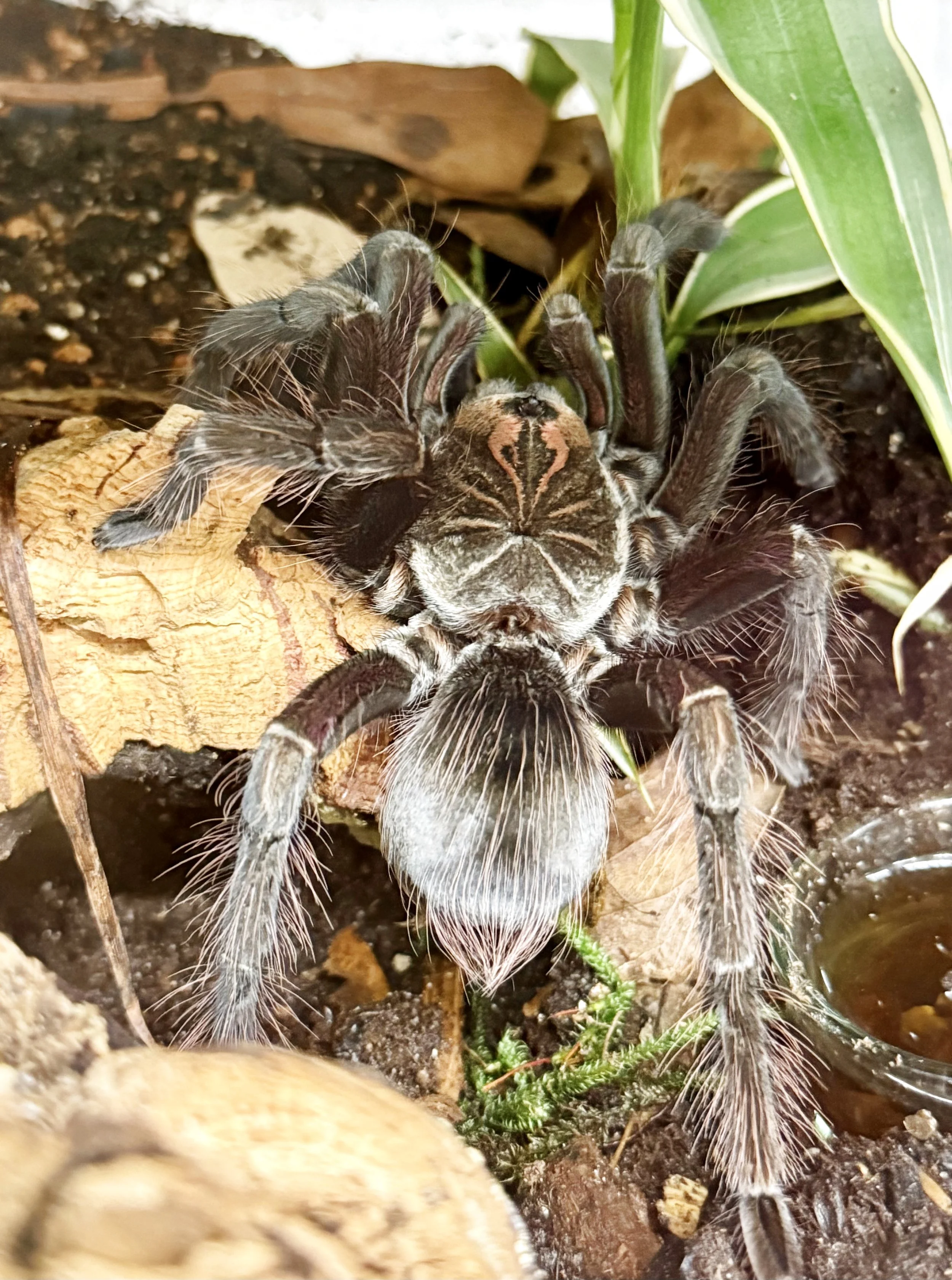 Sub-adult Pamphobeteus sp. 'Machala' photographed frontally in its enclosure, showing the dark brown ground with warm coppery highlights, long pale setae on the legs, and the diagnostic Pamphobeteus starburst pattern on the carapace.