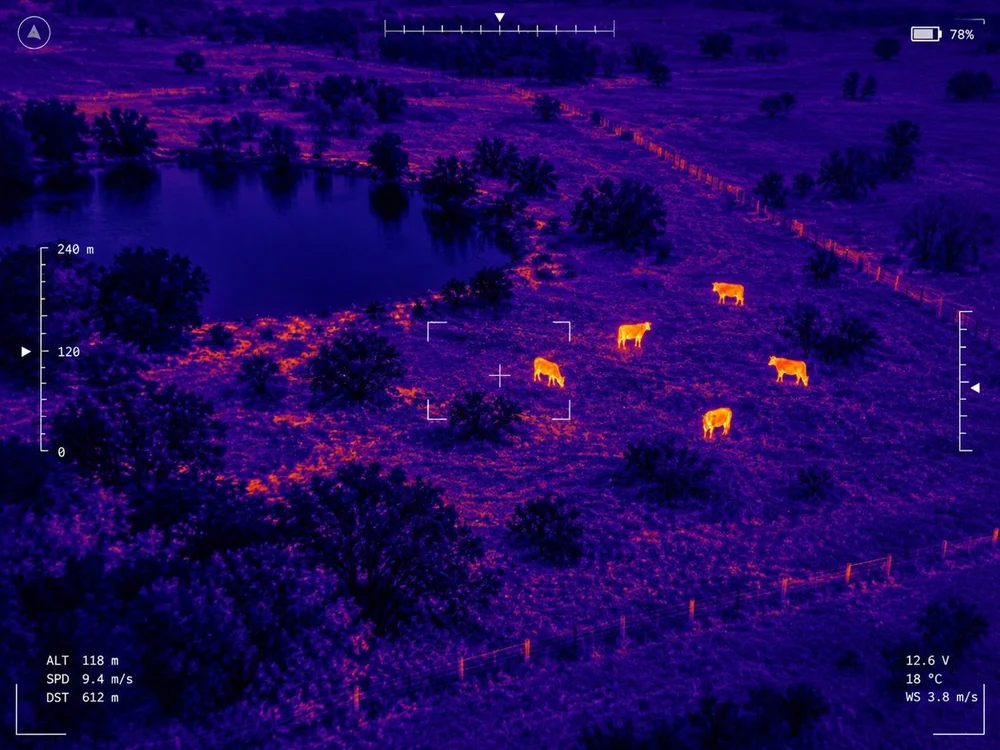 Loose livestock near a pond