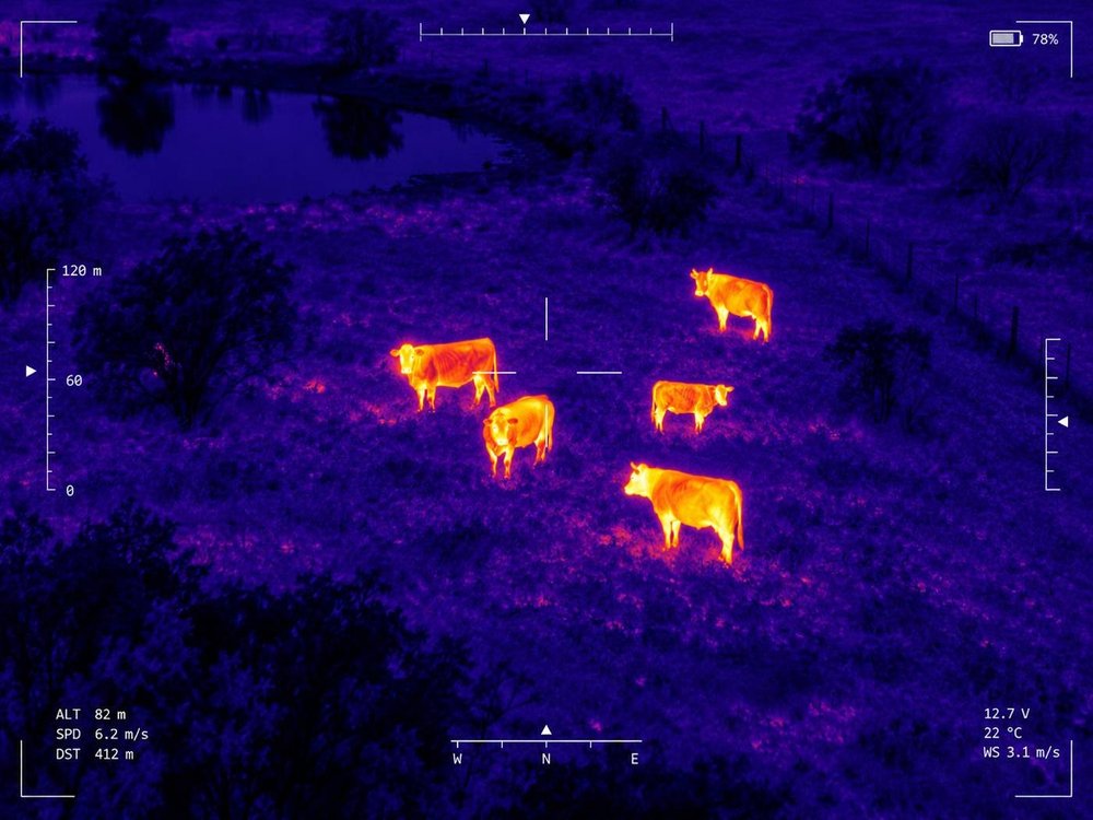 Cattle head count in a pasture