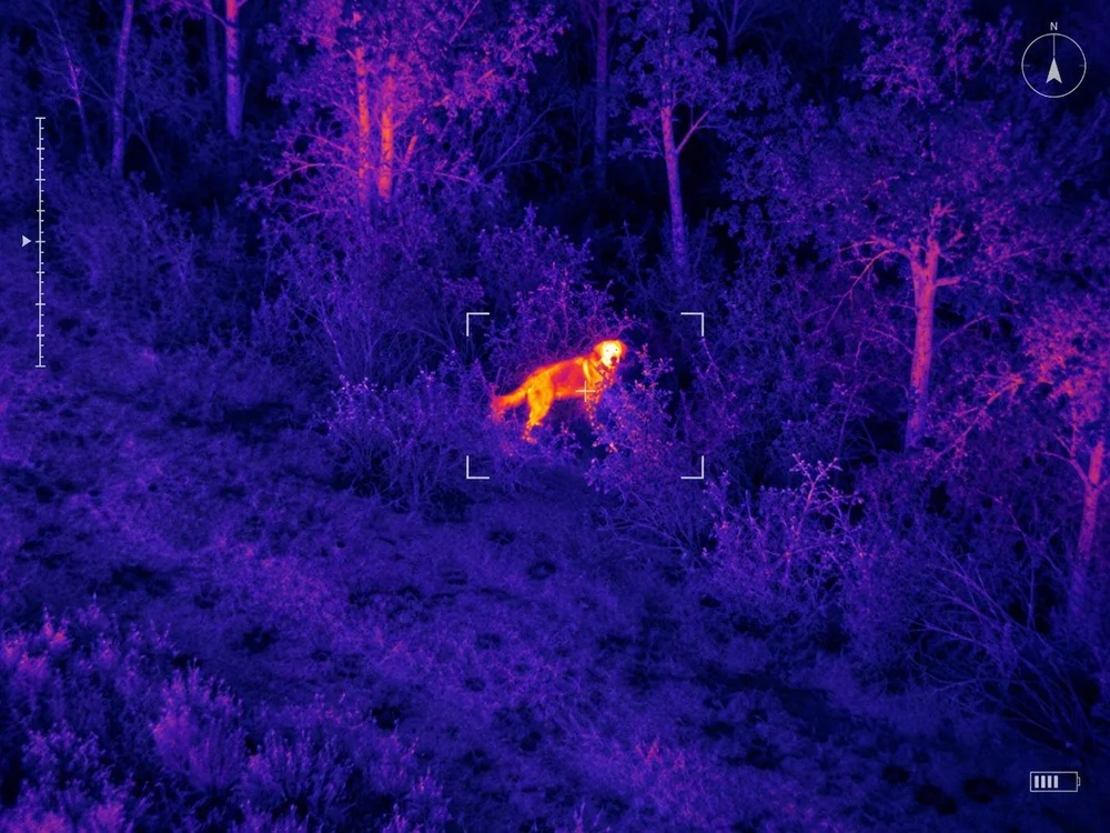 Lost dog in heavy brush