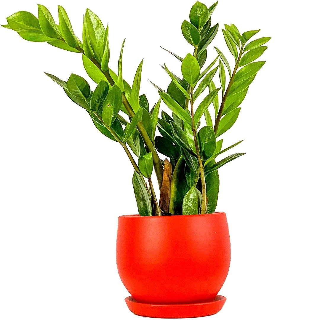 Zamioculcas Zamiifolia ZZ Bitkisi