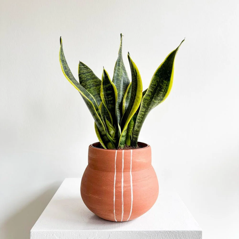 Sansevieria Paşa Kılıcı
