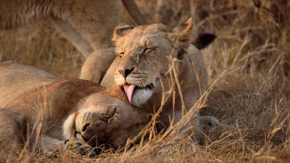 Lionesses on a game drive at Ngala