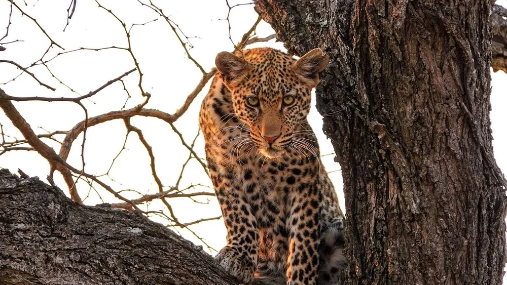 Leopard at Ngala