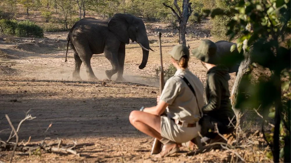 An elephant encounter on foot at Ngala