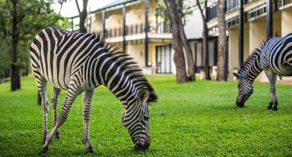 Zebra on the hotel lawns