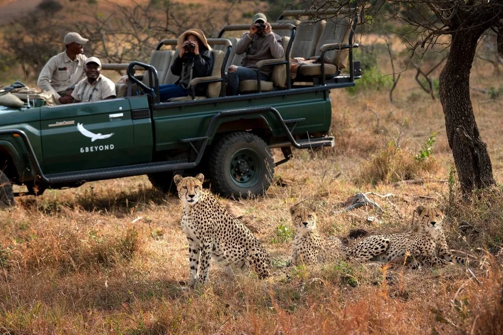 Cheetah beside an &Beyond game vehicle