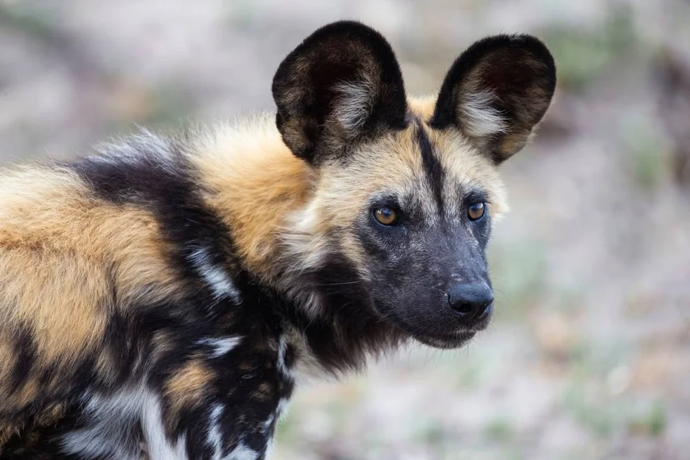 An African wild dog