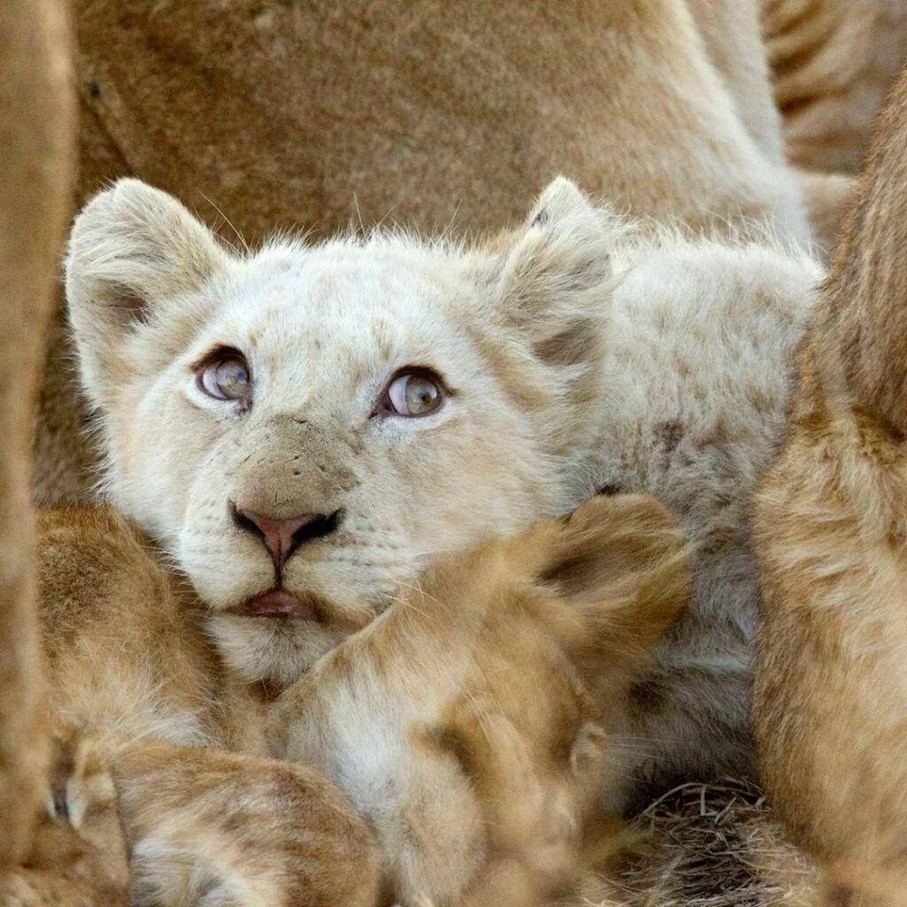 A white lion cub