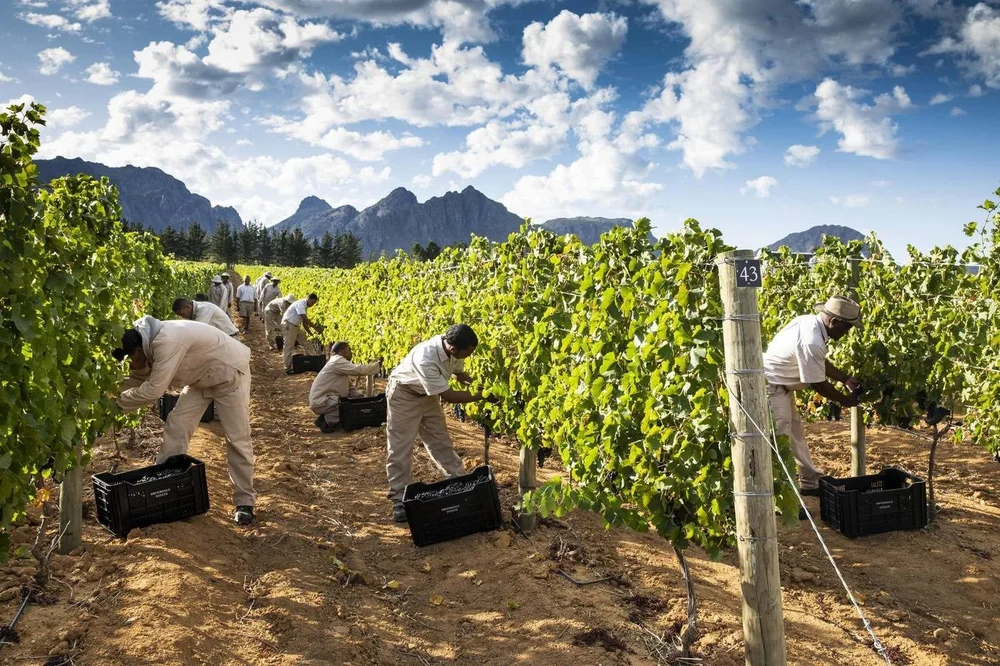 Harvest in the Brookdale vineyards