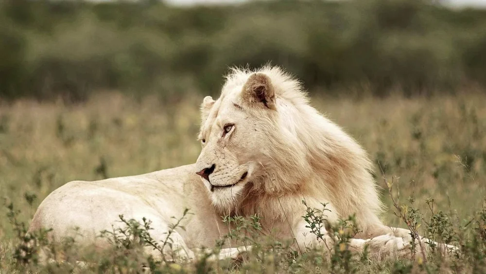 A white lion resting in the grass