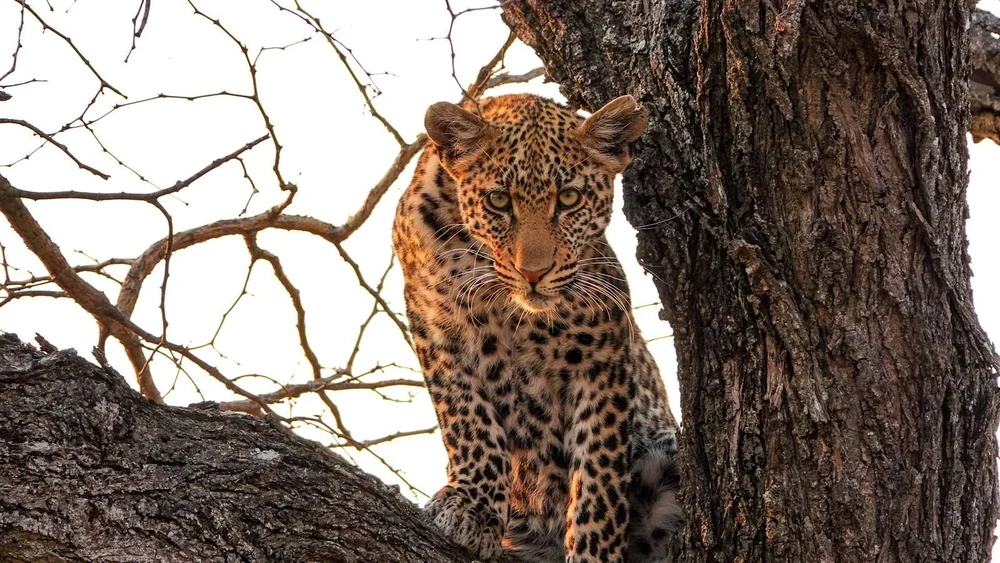Leopard in a tree at Ngala