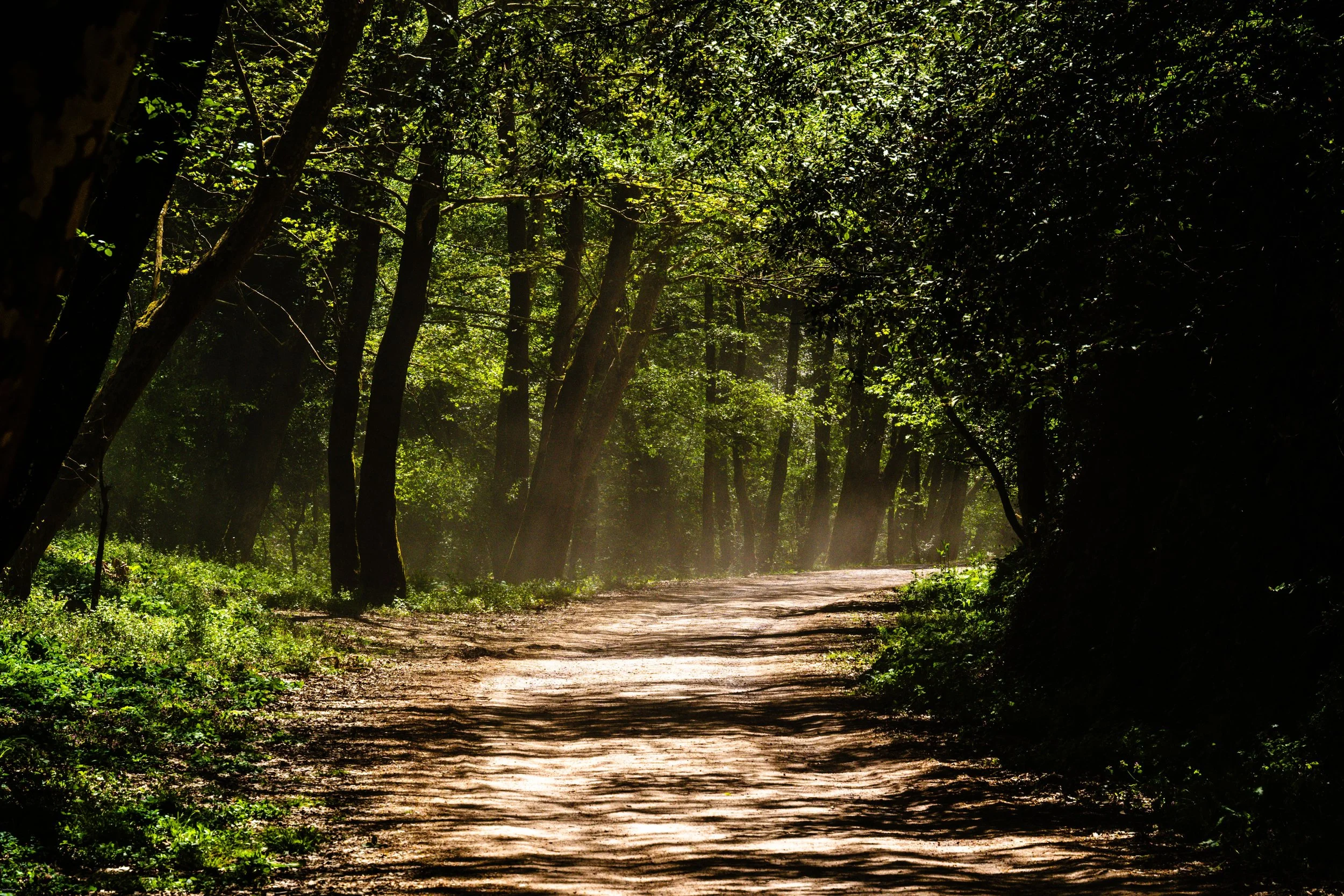 Sunlight falling across a quiet path through a green forest.