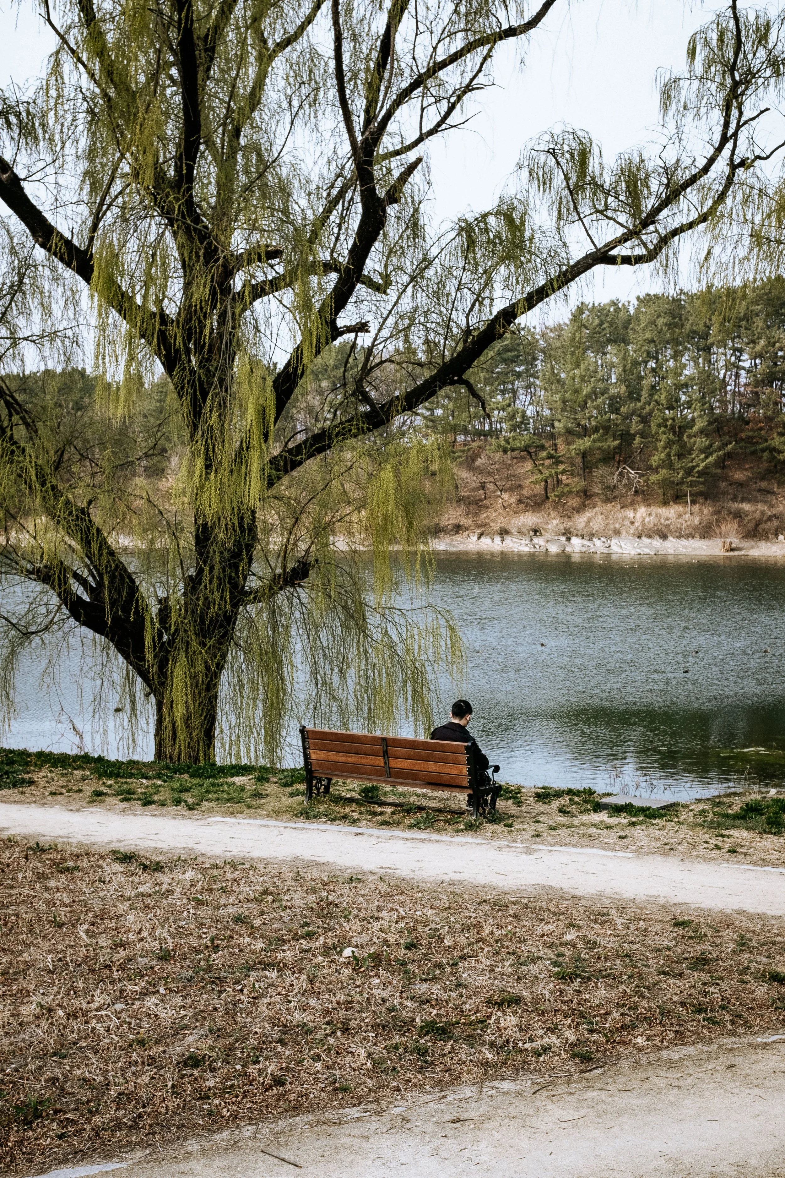 A person sitting on a bench beneath a large tree beside a lake.