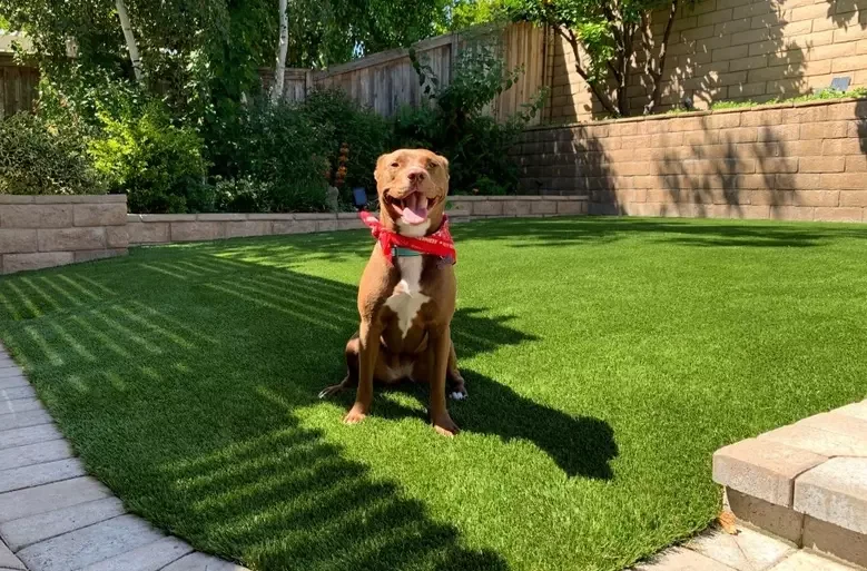 Pet friendly artificial turf system