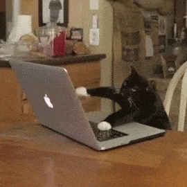 cat using the computer