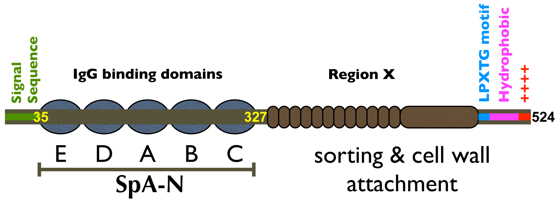 Domain architecture of Staphylococcal Protein A showing the five IgG-binding domains E, D, A, B, C that make up SpA-N