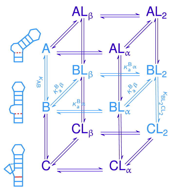 Six-state thermodynamic model of TAR ligand binding, with the three free conformations A (bent), B (stacked) and C (base-triple)