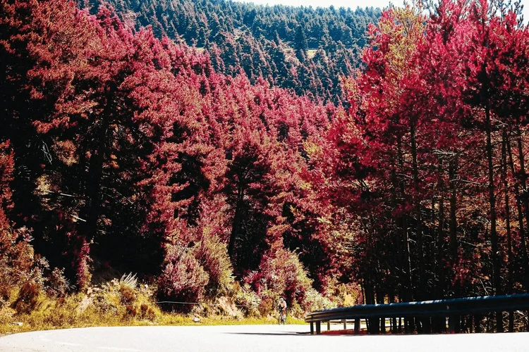 A wooded mountain road, the forest glowing crimson
