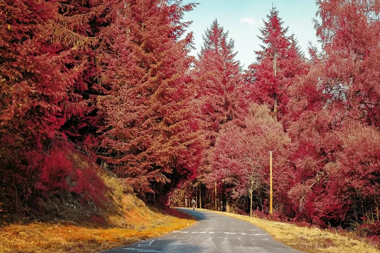 A forest road lined with tall pines glowing pink