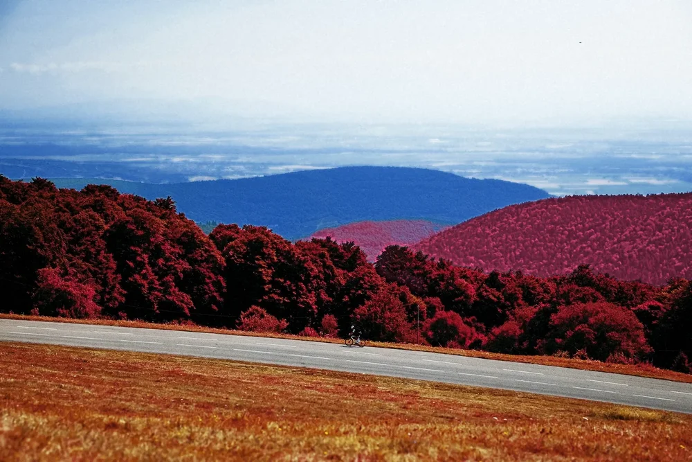 A wide valley view from the mountain road, the forest glowing deep red