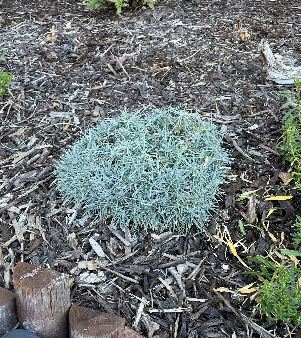 Compact trimmed plant after seasonal cutback in a mulched planting bed