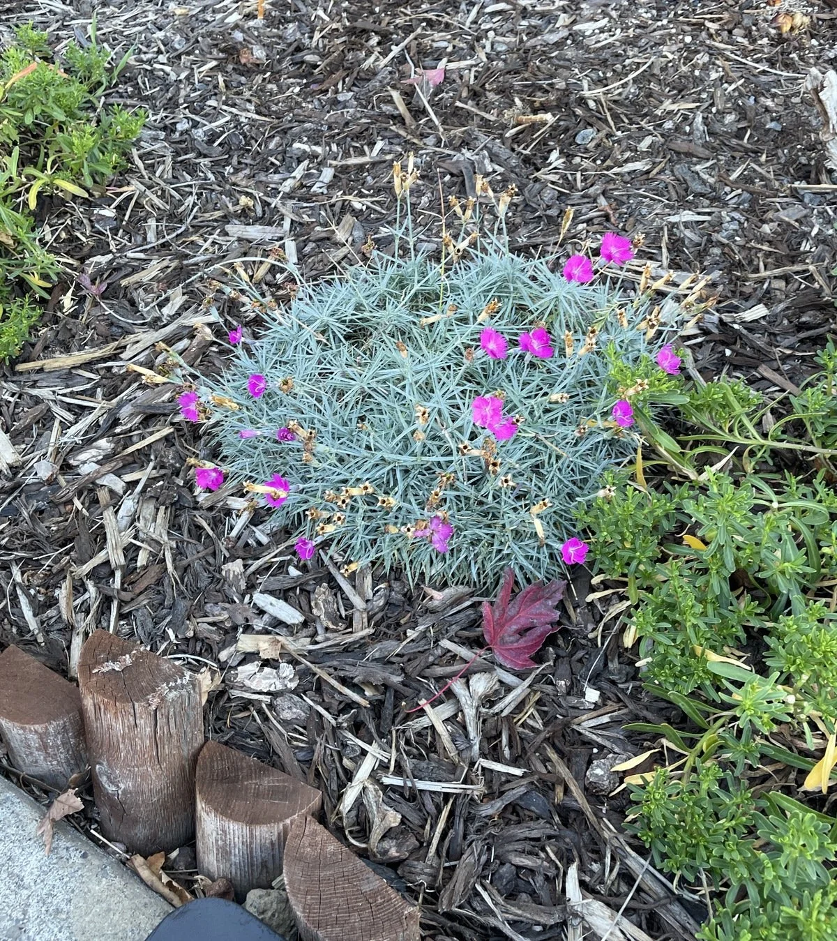 Plant with flowering and spent stalks before seasonal cutback in a mulched planting bed