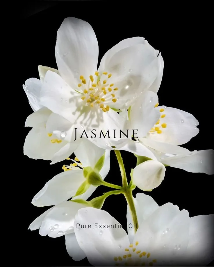 Jasmine