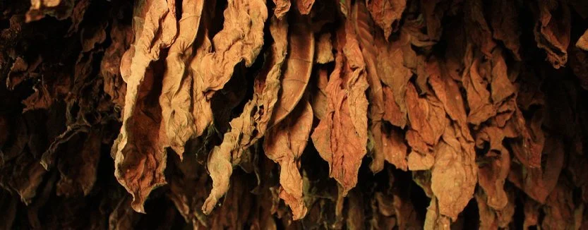 Aged tobacco hanging to dry, La Palma