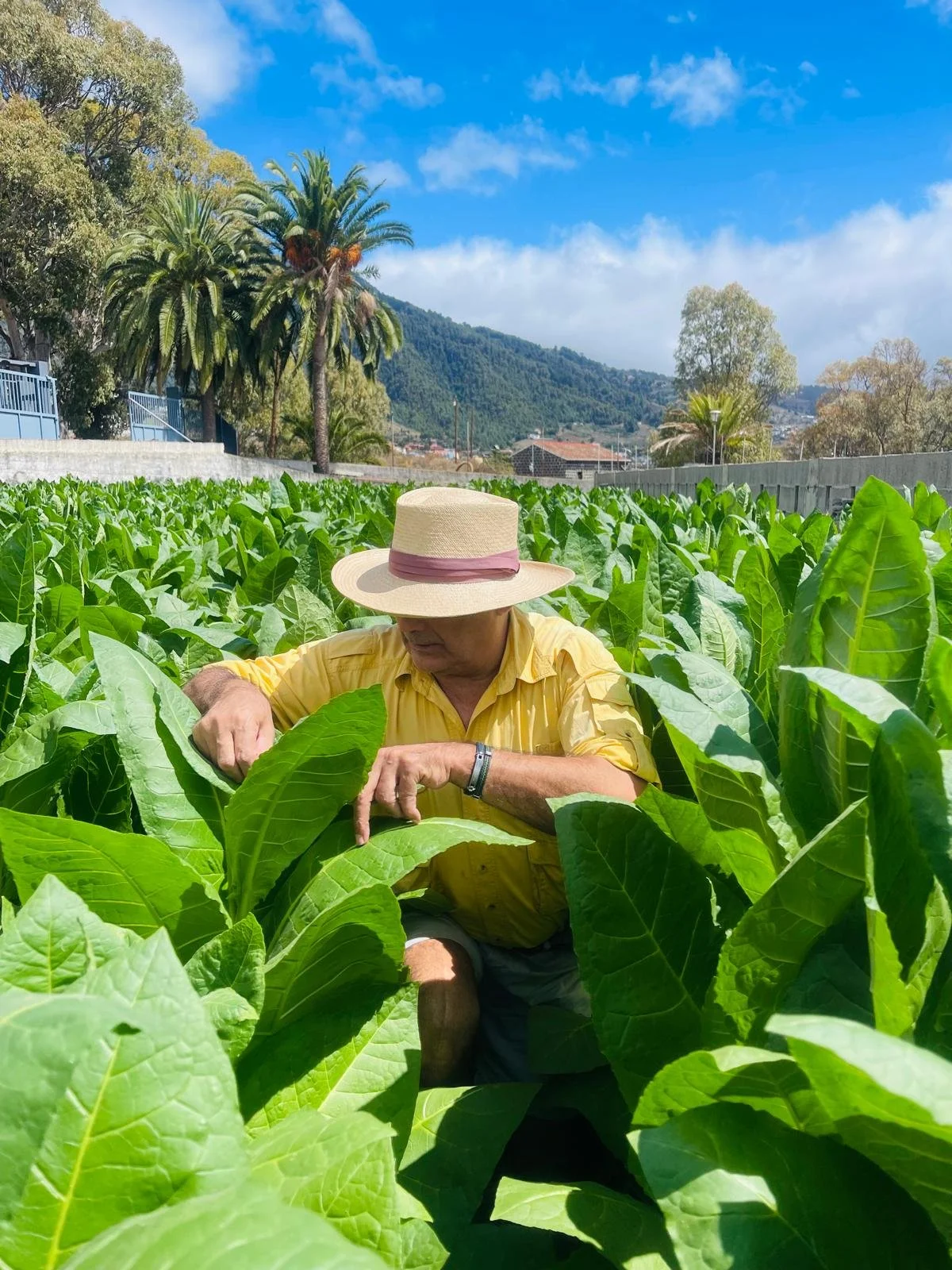 Fernando Sanfiel picking tobacco leaves in La Palma