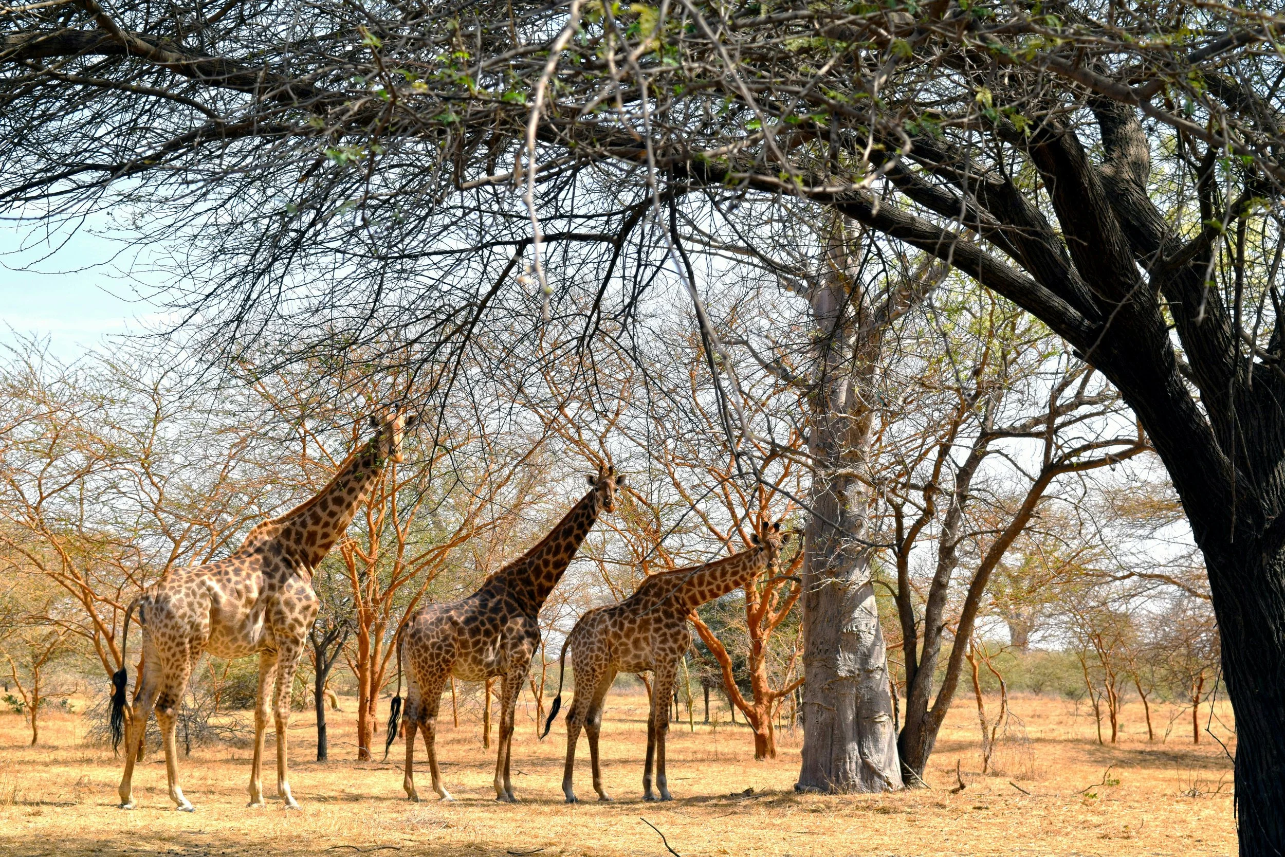Safari et nature sauvage Sénégal