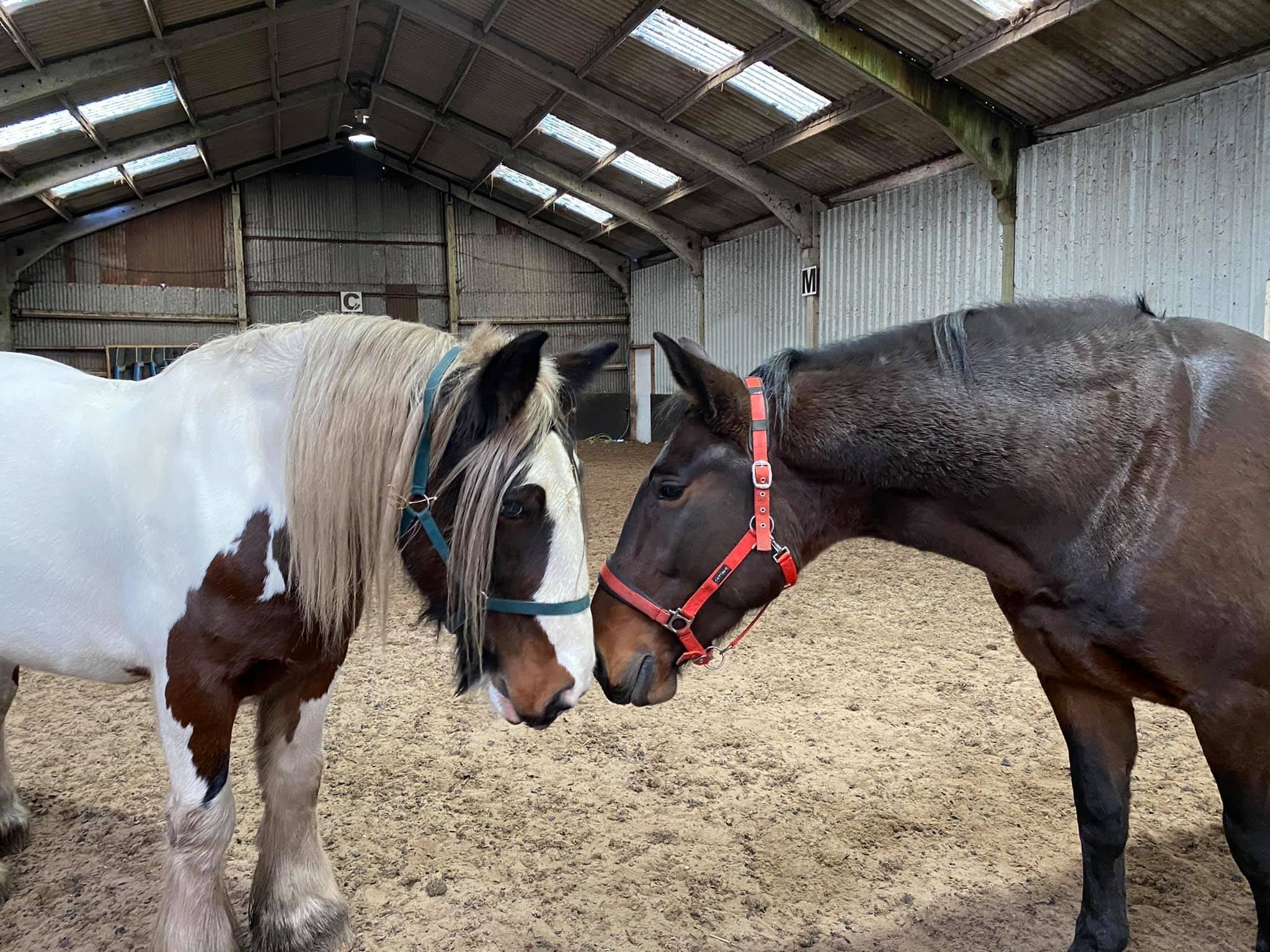 Floodlit outdoor riding arena at sunset