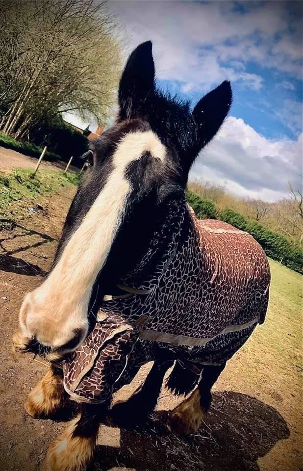 Countryside at Carrington