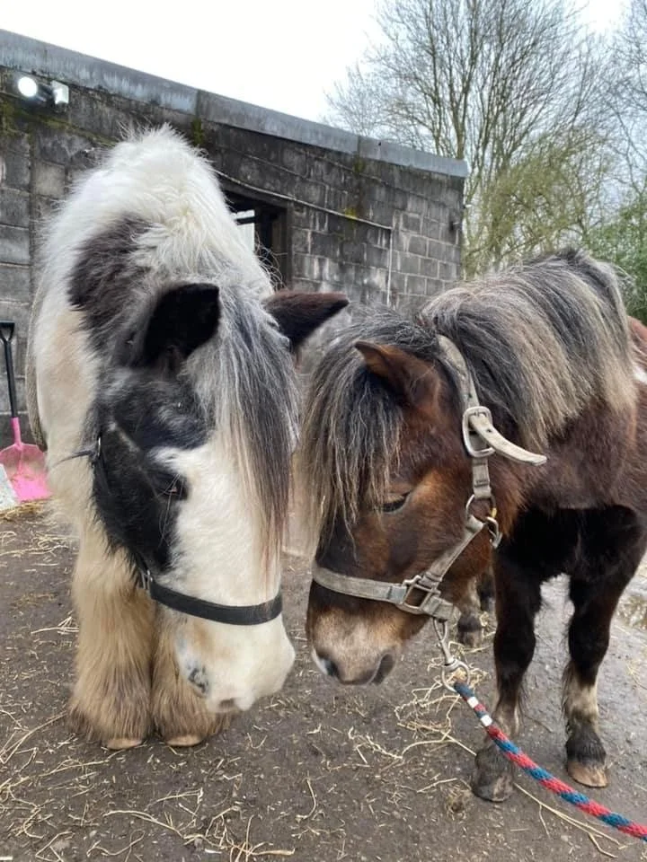 Beautiful horses in the stables at Carrington Riding Centre