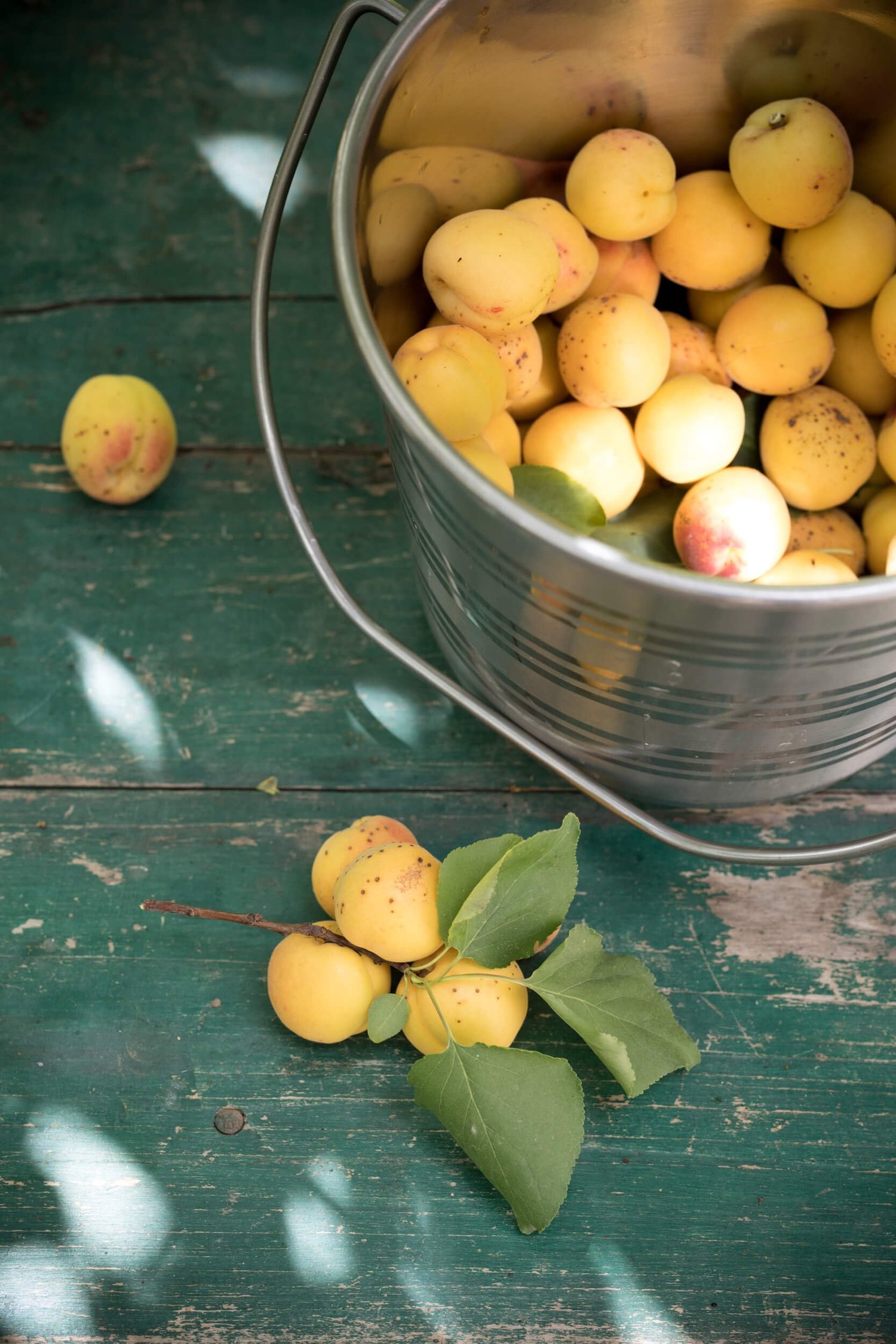 A pail of fresh apricots on a green wooden table
