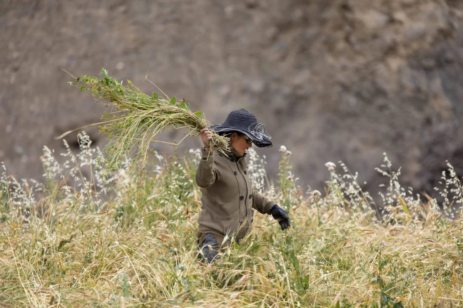 A fieldworker carrying an armful of freshly cut barley
