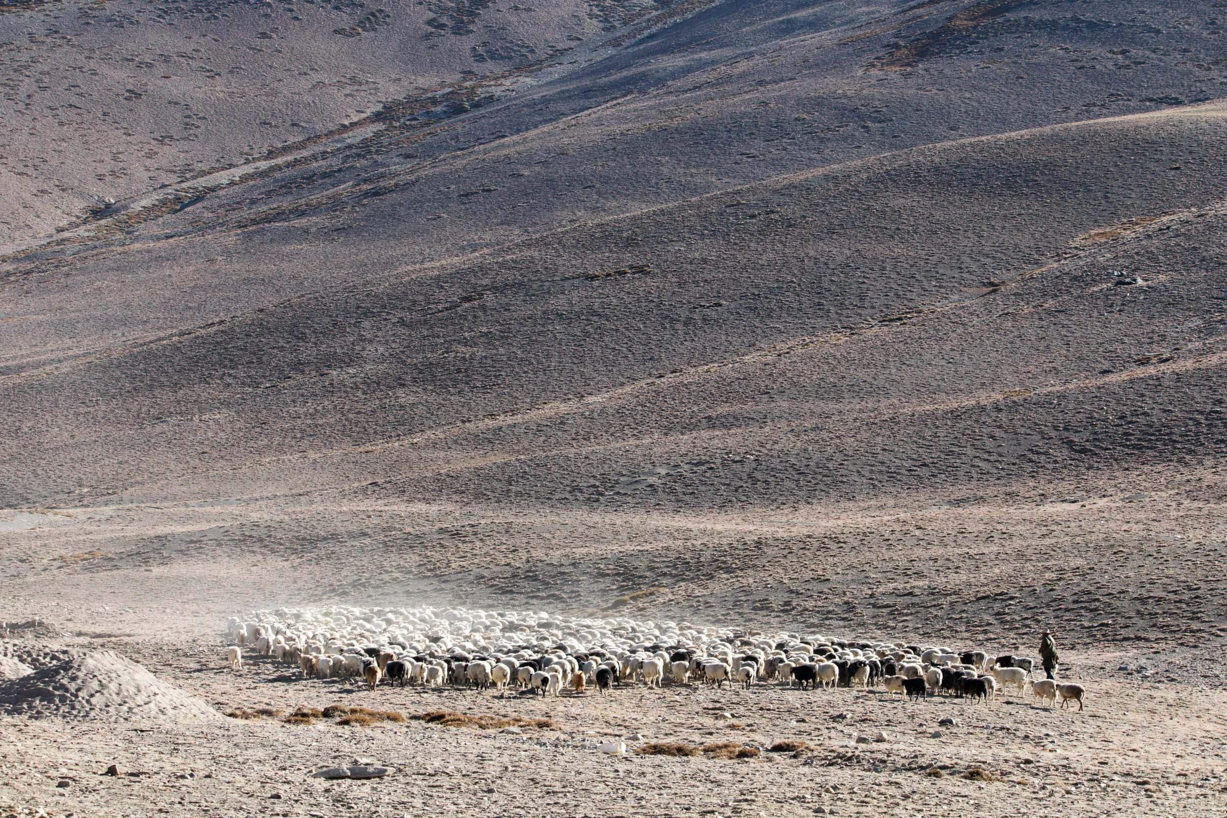 Droves of goats crossing the dry plateau near a Chang-pa encampment