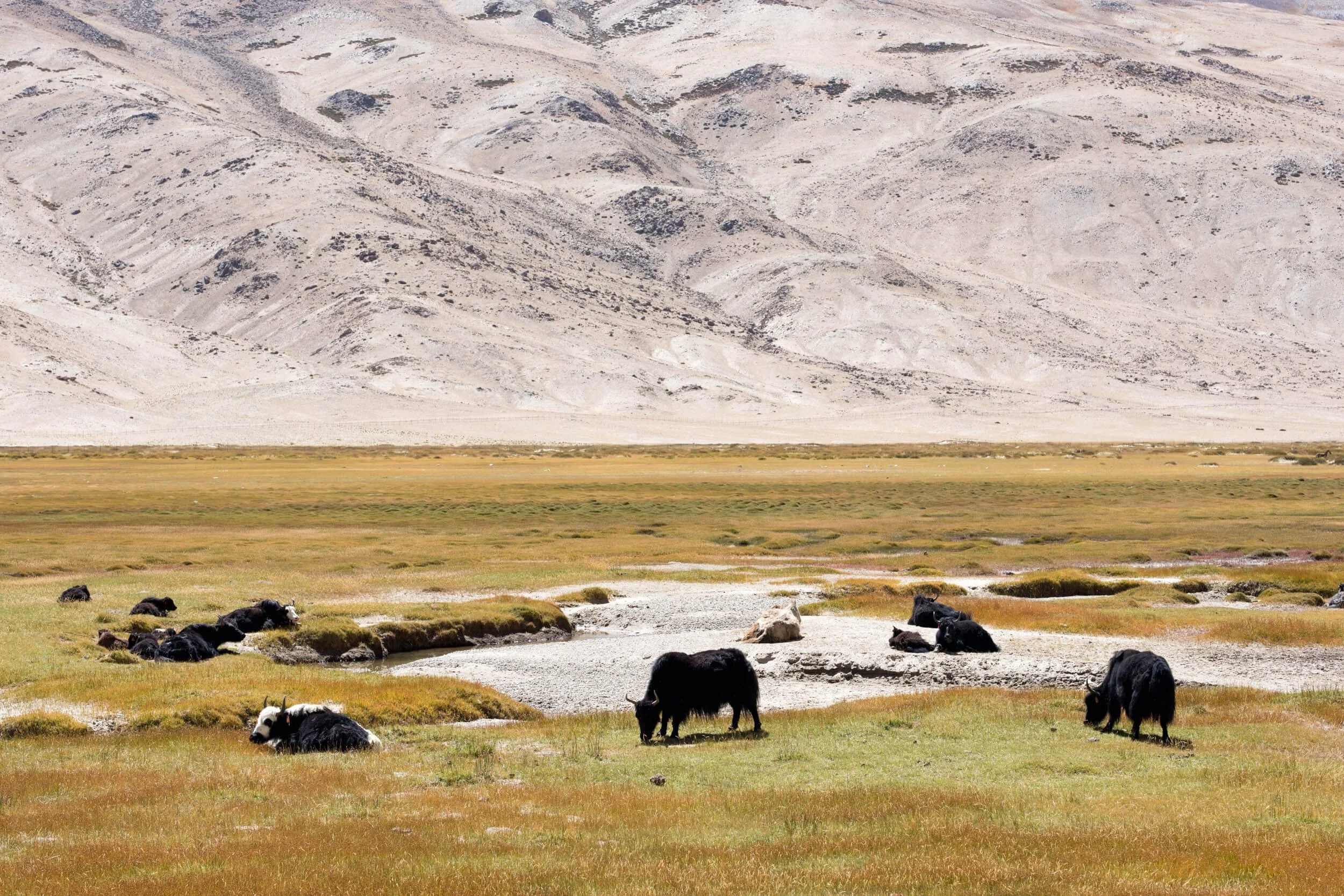 Yaks grazing at a waterhole on the Chang-thang plateau