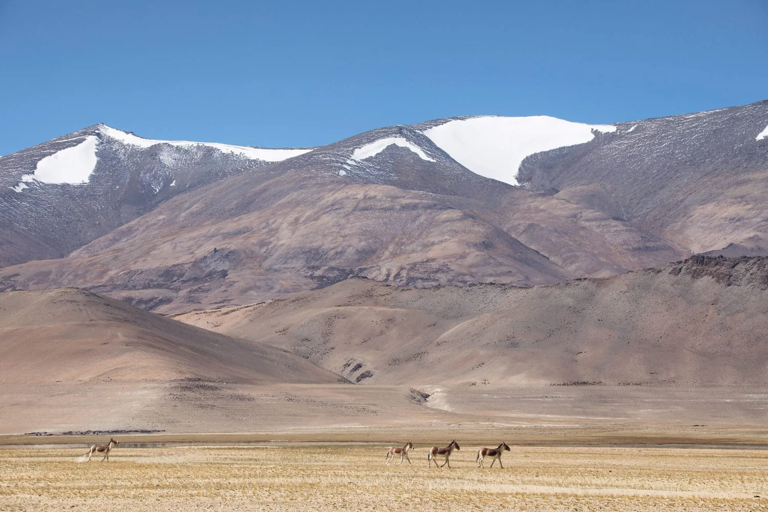 Kiang galloping across the arid plain beneath snow-capped mountains