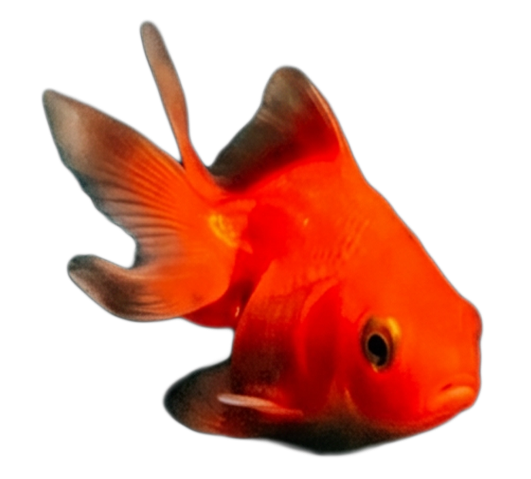 Gilmo the goldfish, The Bubble's mascot