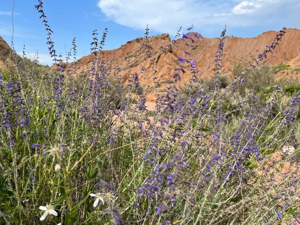 Wildflowers and red rock