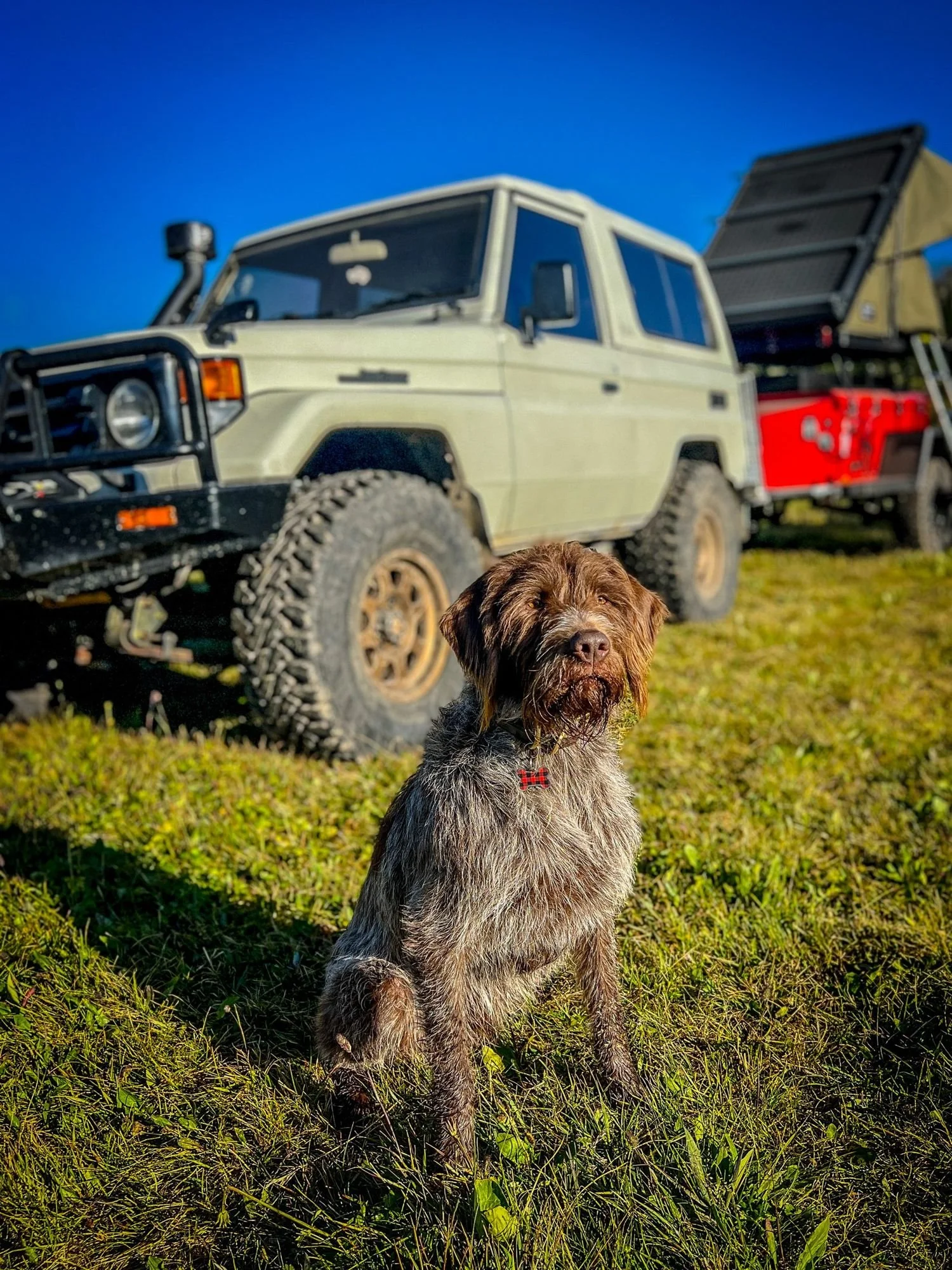 Wirehaired dog sitting in the grass in front of a tan Land Cruiser 70 Series near Cooke City, Montana