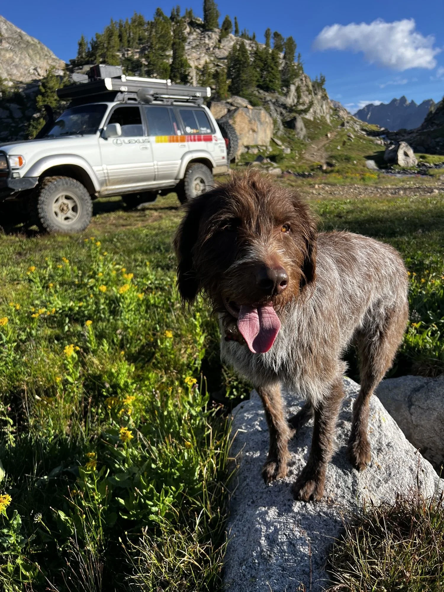 Wirehaired dog in wildflowers in front of a striped Lexus LX450 near Cooke City, Montana