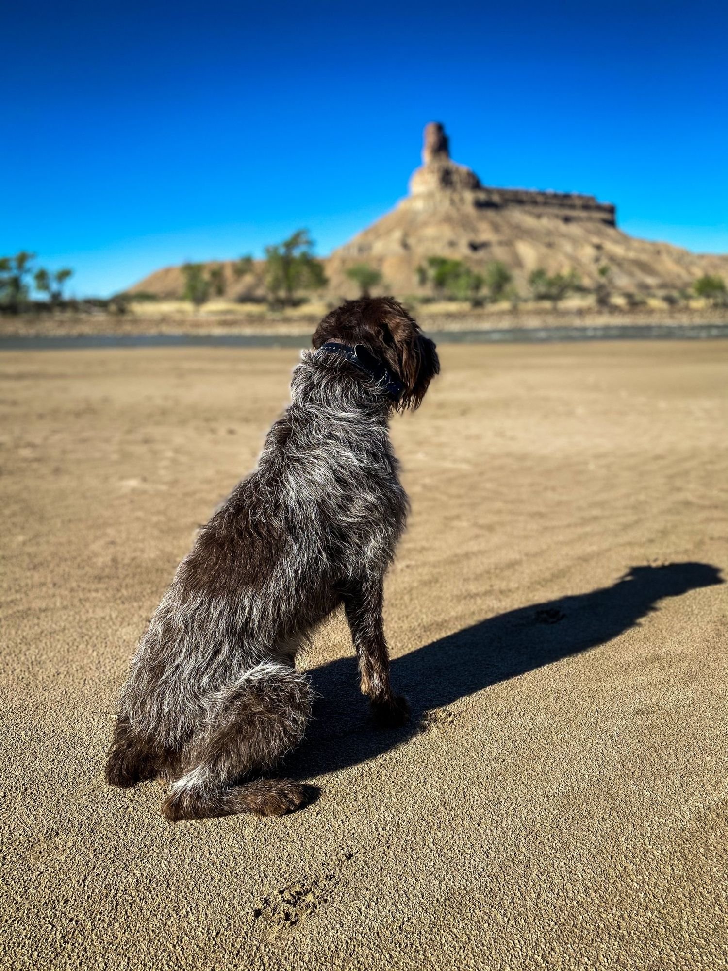 Wirehaired dog sitting on sand looking toward a butte with a rock spire across a river on a spring road trip through Utah