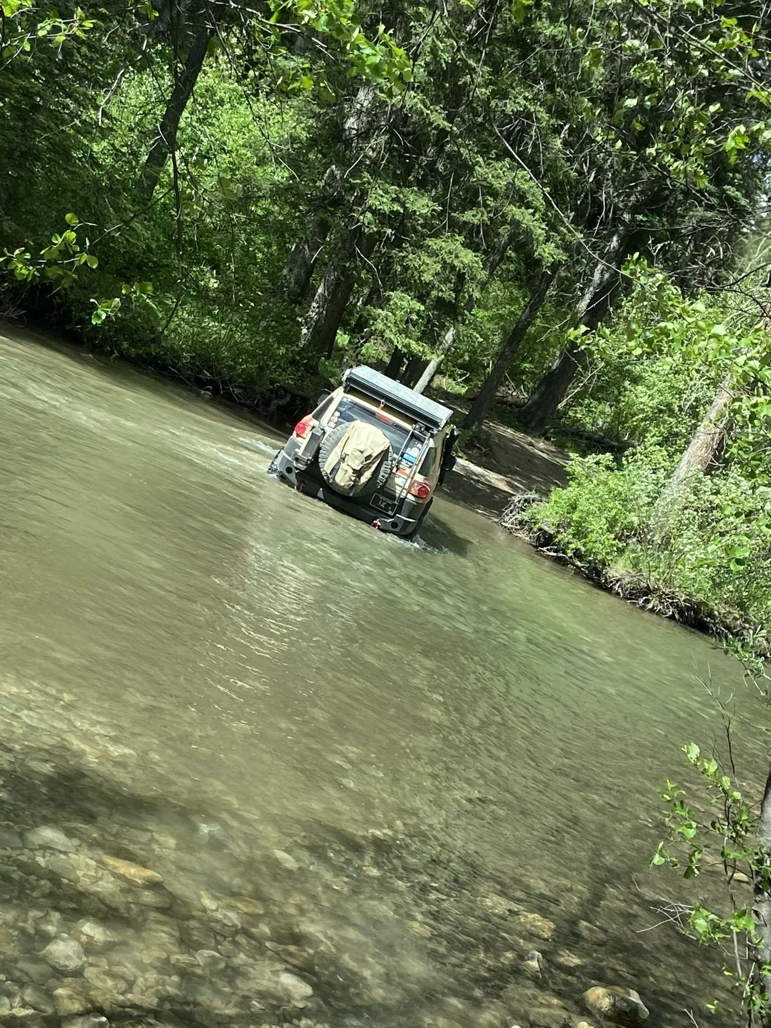 Off-road truck pushing through a deep green river crossing between willows on the Middle Fork Judith River road in the Little Belt Mountains, Montana