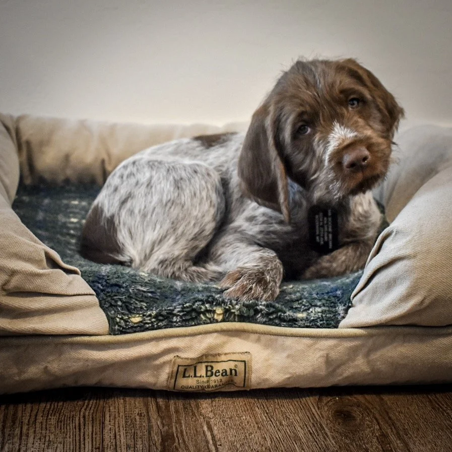 Wirehaired Pointing Griffon puppy resting on a dog bed indoors