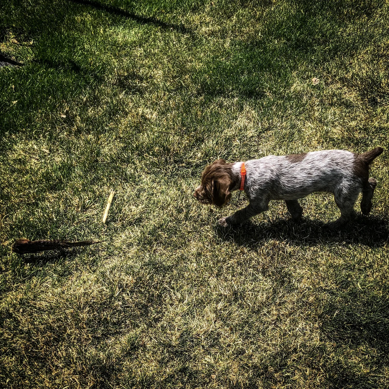 Wirehaired Pointing Griffon puppy stalking a feather on a green lawn