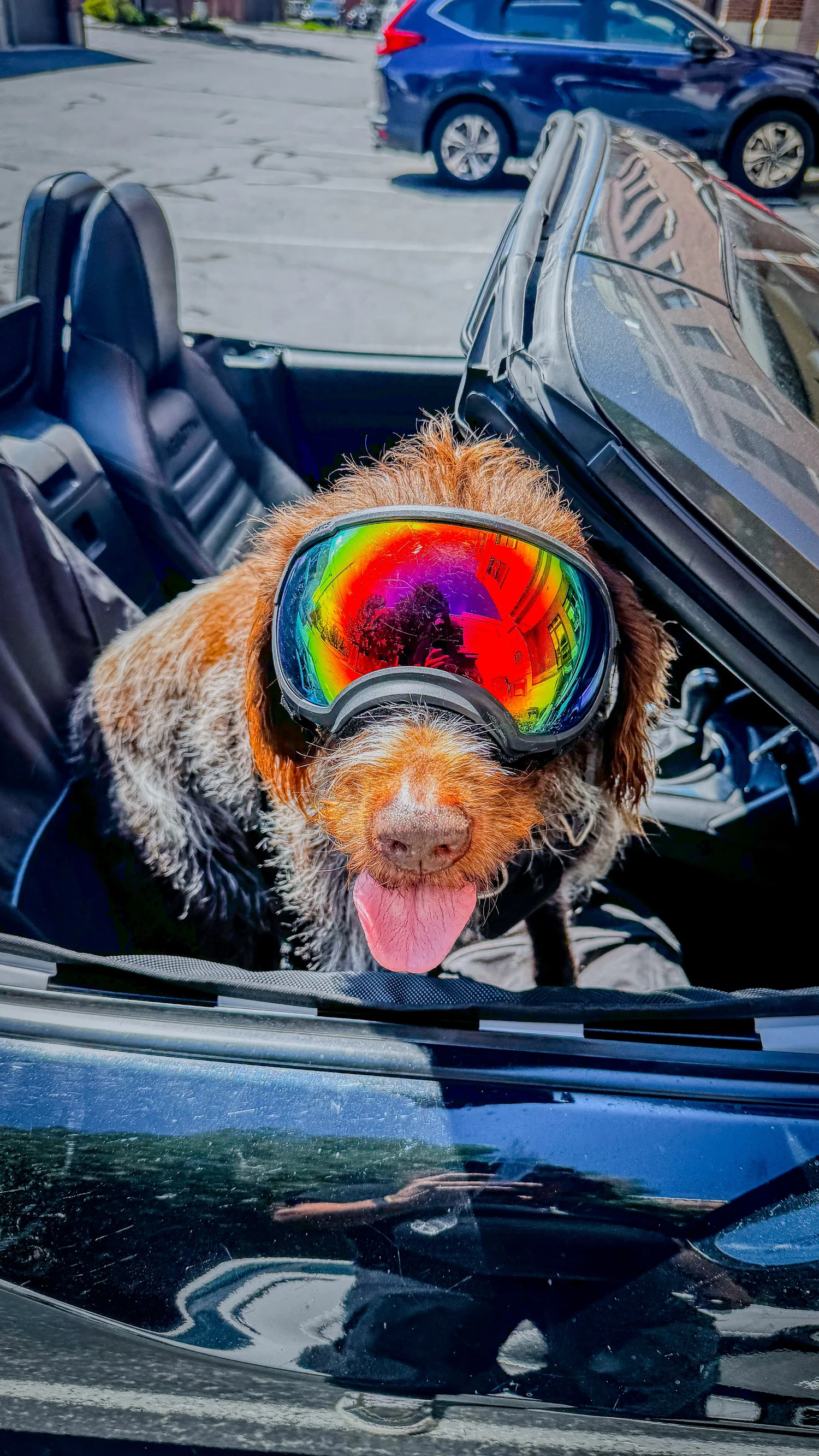 Wirehaired Pointing Griffon wearing rainbow goggles in a black 2018 Fiat 124 Spider Abarth convertible