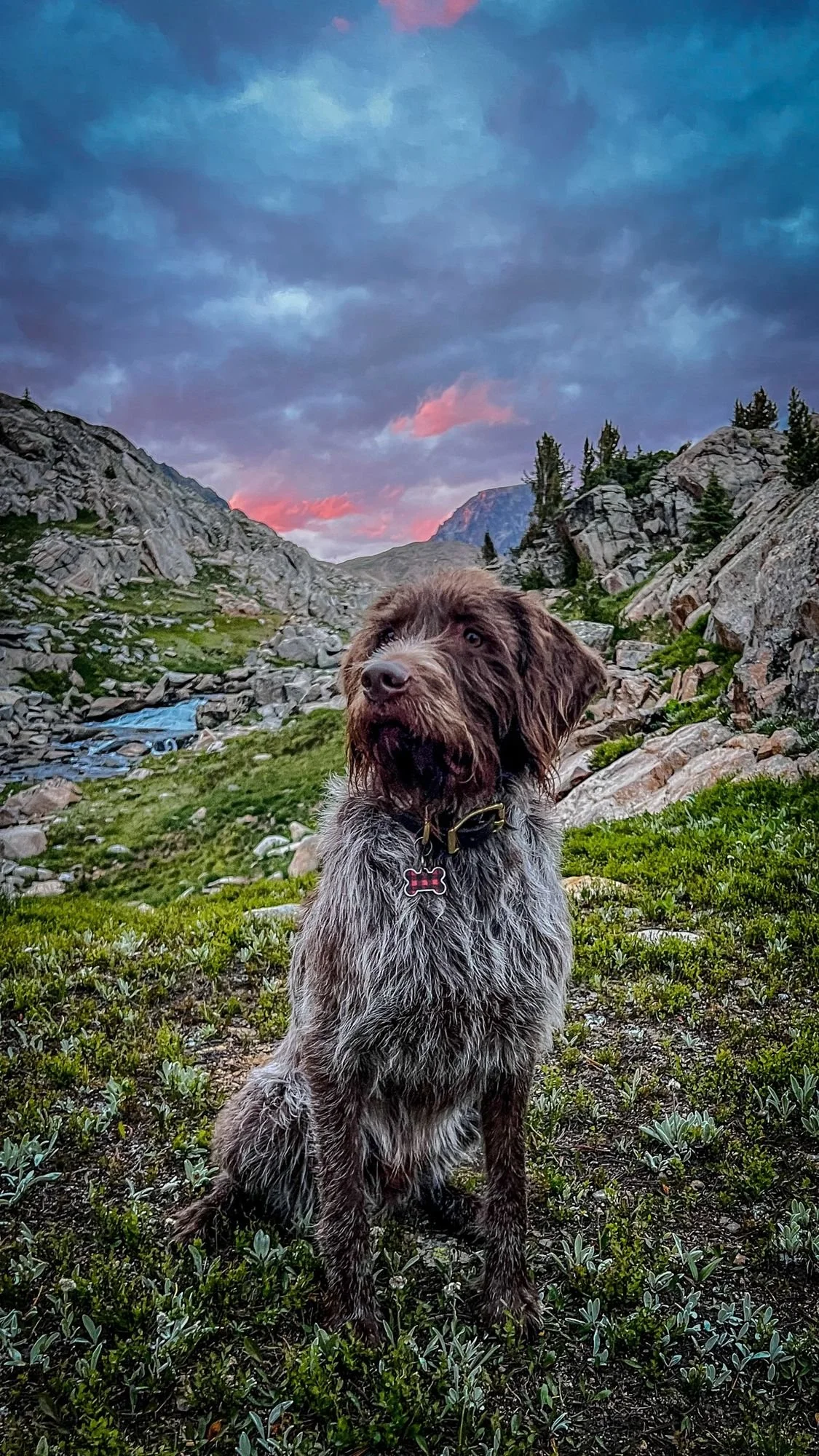 Wirehaired dog standing on a grassy slope among granite with a pink sunset sky near Cooke City, Montana