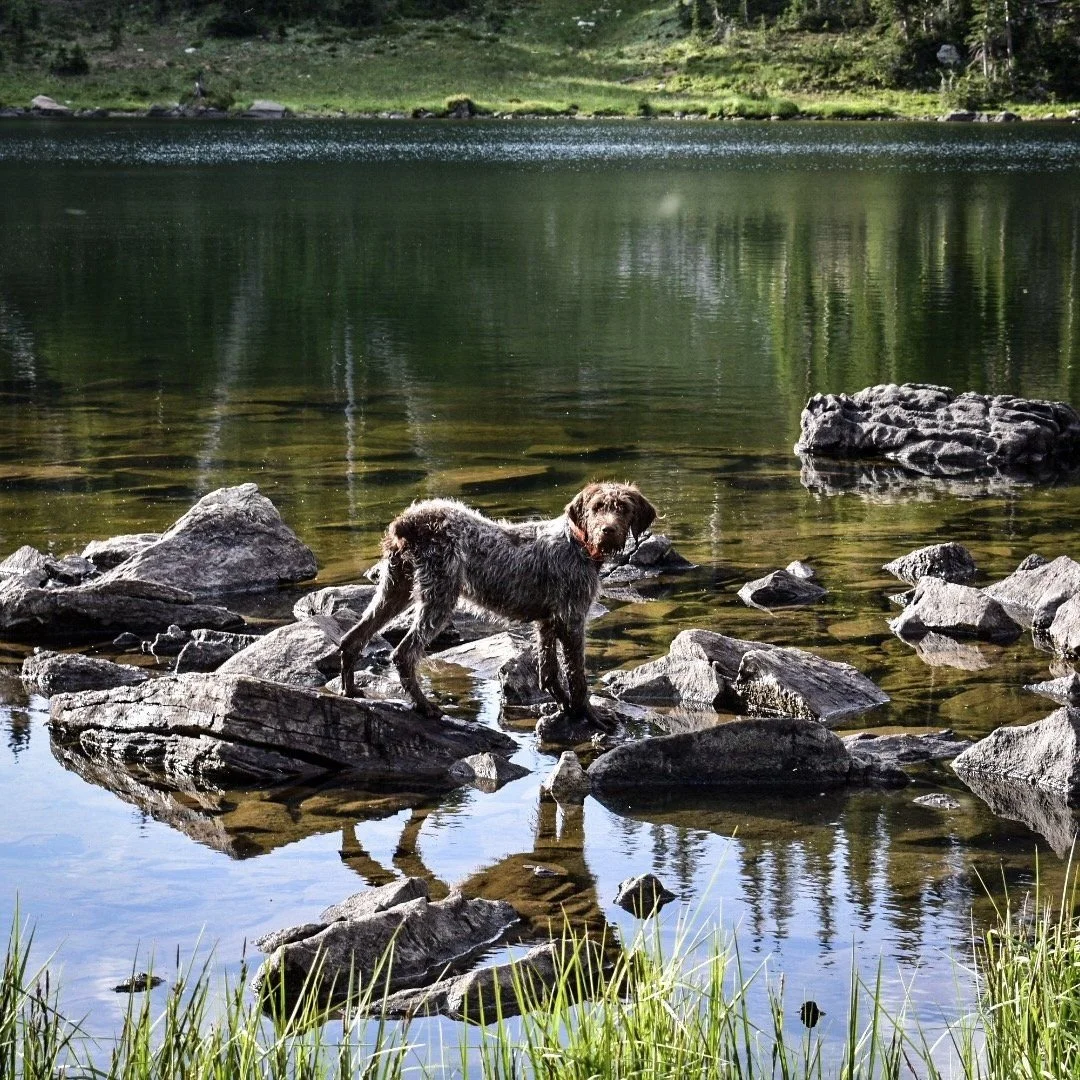 Griffon puppy standing on rocks in a clear lake on the North Meadow Creek trail to McKelvey Lake in the Tobacco Root Mountains, Montana